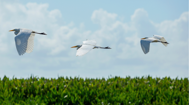 Acompanyament davant agressions LGBTIQ+fòbiques, Grup Sural